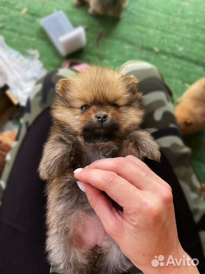 Щенки померанского шпица