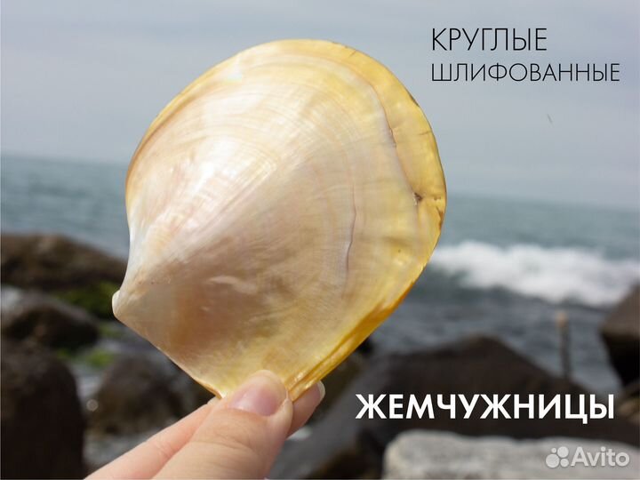 Ракушки жемчужницы круглые от 380 до 450р/шт