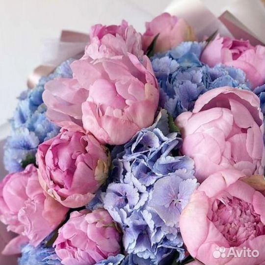 Цветы Гортензии