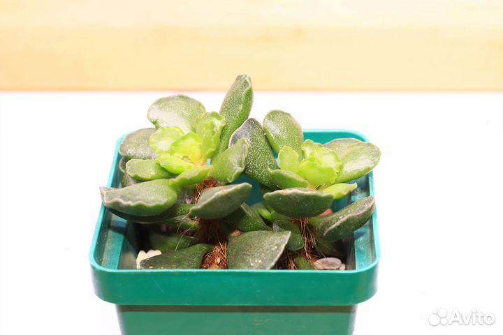 Адромискусы