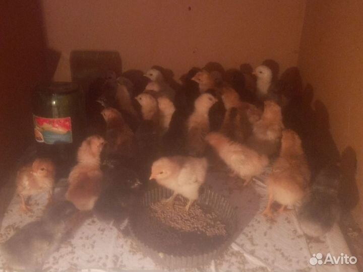 Цыплята домашние недельные