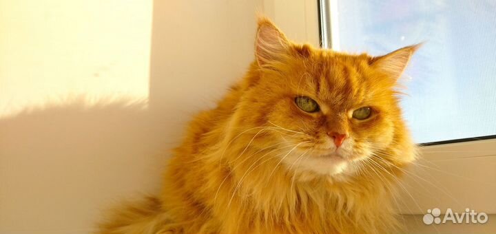 Кошка, в добрые руки