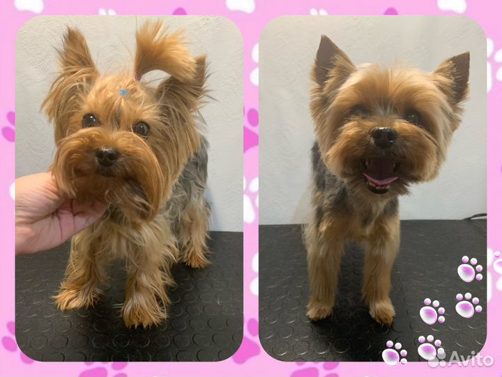 Грумер Московский район