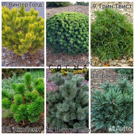 Сосна, можжевельник, тсуга, кипарисовик