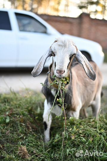 Альпийский козел