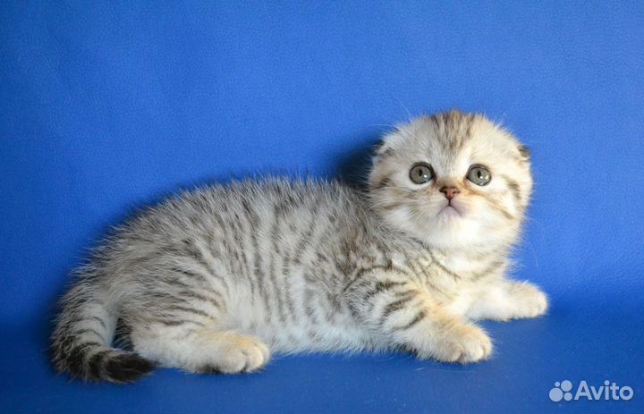 Вислоухие пятнистые котята