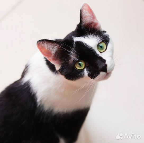 Любопытный котик Каспий