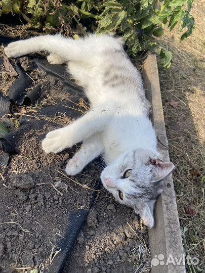 Котик