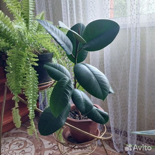 Комнатные растения цветы