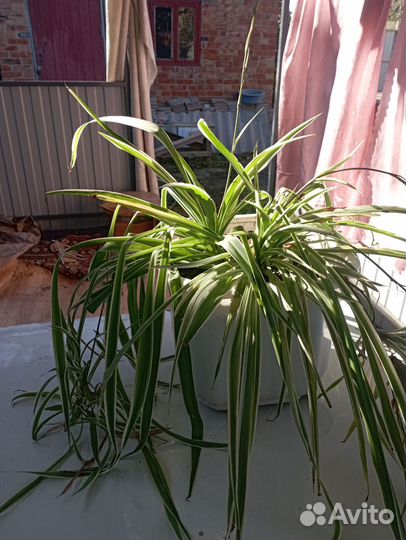 Хлорофитум