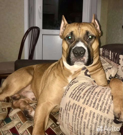 Вязка стаффордширский терьер