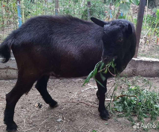 Романовский баран