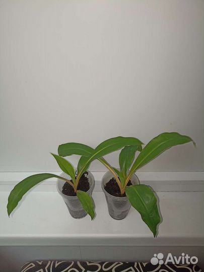 Хлорофитум и другие растения