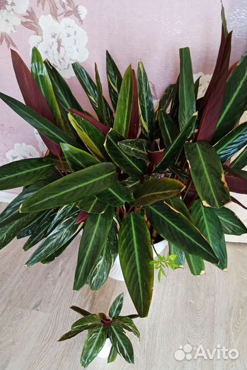 Строманта Мэджик Стар