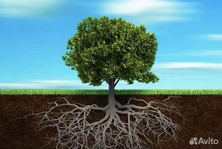 Земля плодородная