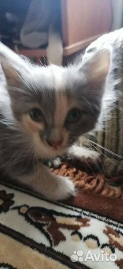 Кошки бесплатно