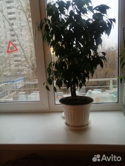 Фикус бенджамина