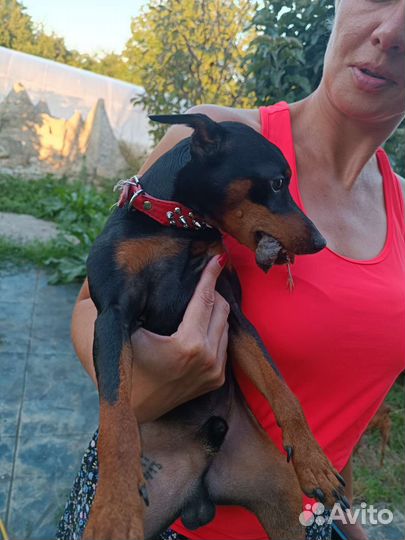 Цверг для спаривания