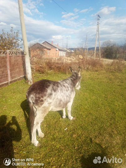 Продается ослица
