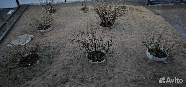 Кусты смородины