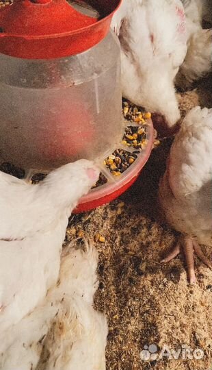 Мясо домашнего бройлера