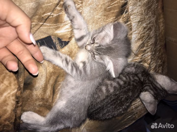 Котята помесь шотландца и британца