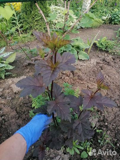 Лапчатка, пузыреплодник