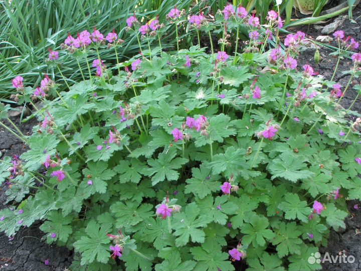 Лилейники,Пеларгония,Гайлардия,Хизантема осенняя