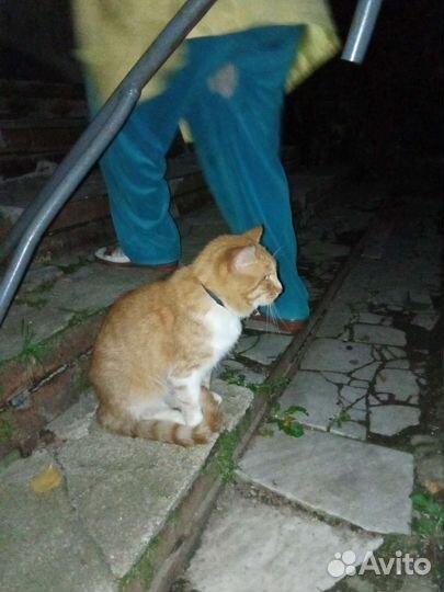 Рыжий котик