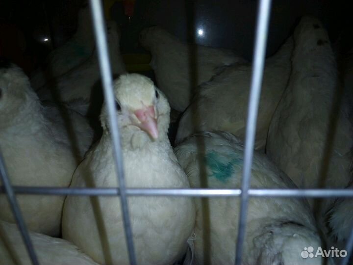 Инкубационное яйцо техасцев мальчики техасцы