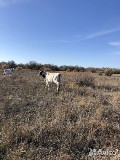 Коровы стельные