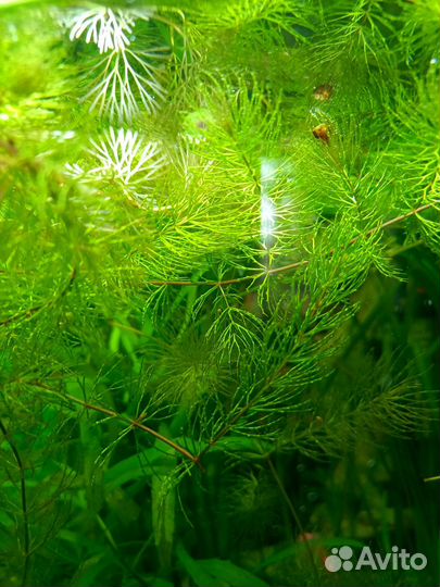 Аквариумные растения