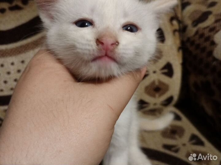 Котята