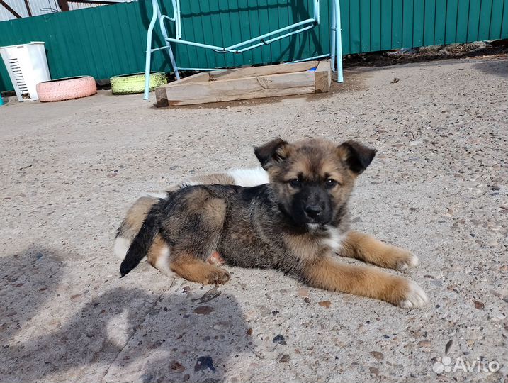 Отдам даром щенков
