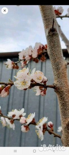 Саженцы абрикоса