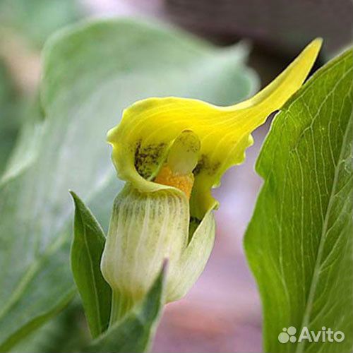 Лилия-кобра. Растения для тенистых мест в саду