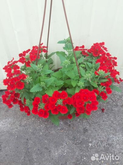 Вегетативная петуния