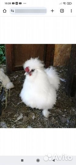 Петушки китайские шелковые