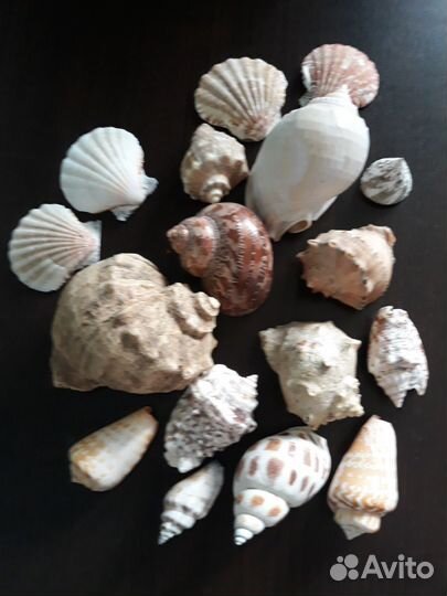 Ракушки морские