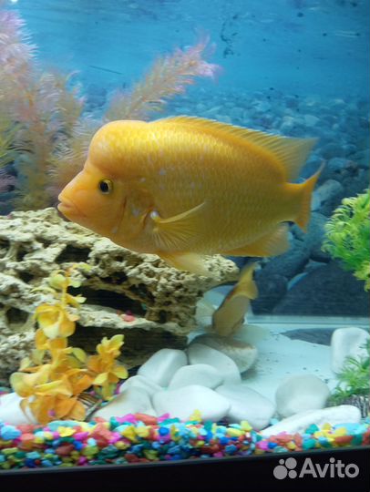 Рыбки Цитрон