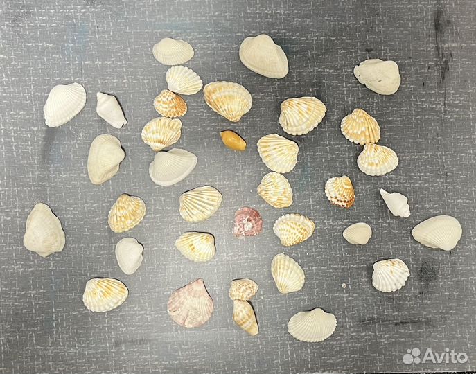 Ракушки морские