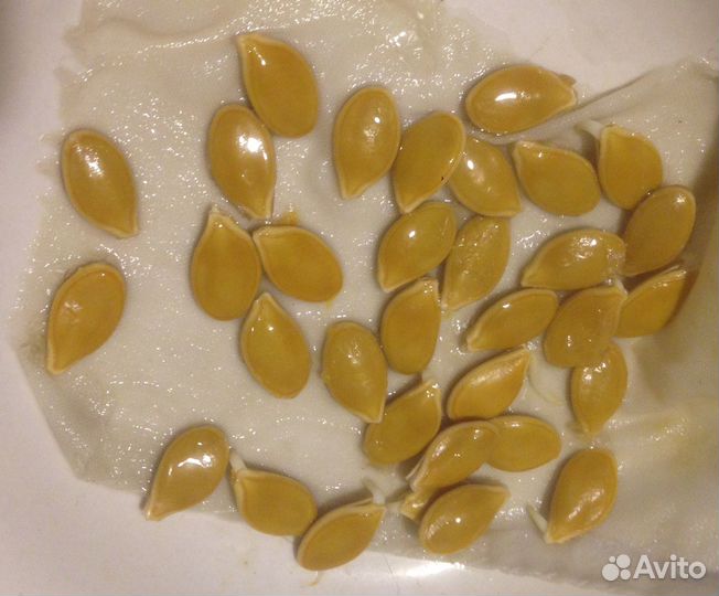 Семена круглой тыквы 500гр