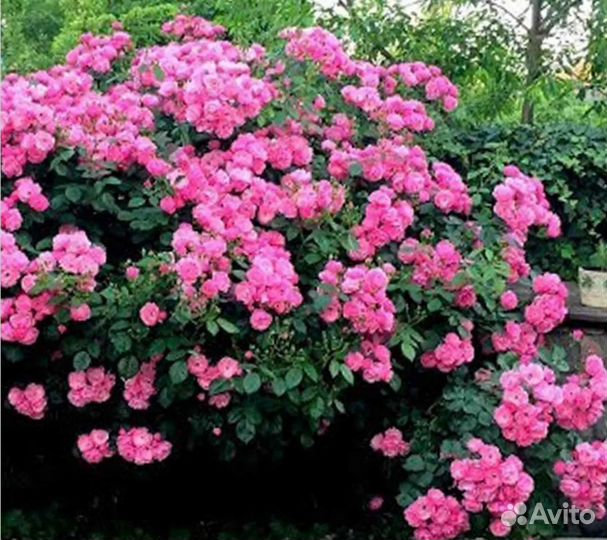 Саженцы роз Ангела или Анжелла флорибунда