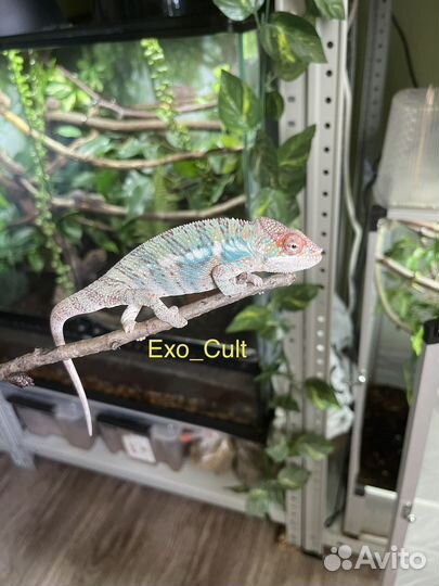 Пантеровый хамелеон