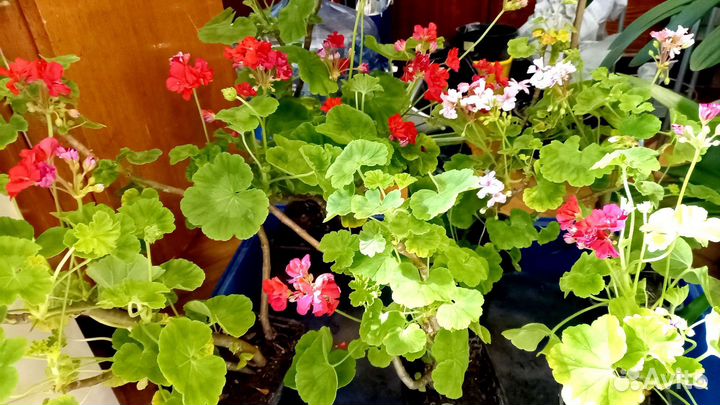 Пеларгония герань махровая цветущая