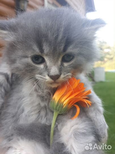 Котодети в добрые ручки