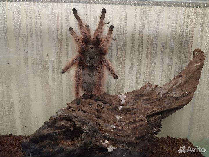 Паук (самка)