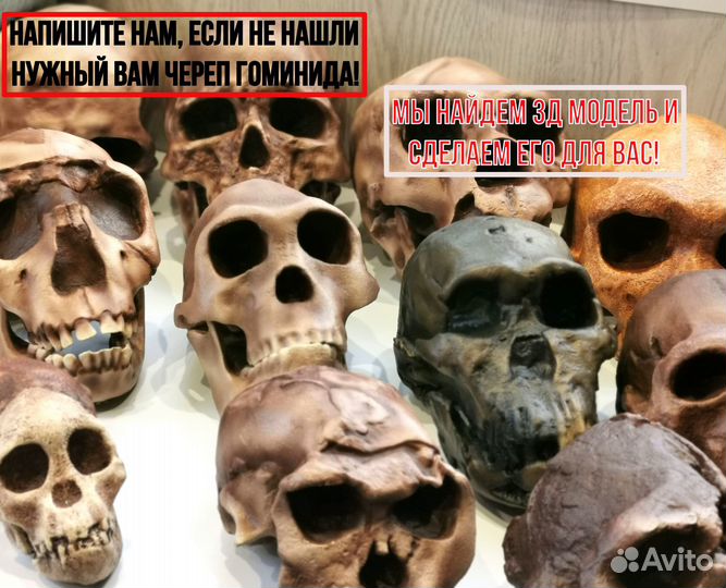 Анатомические модели черепов гоминидов
