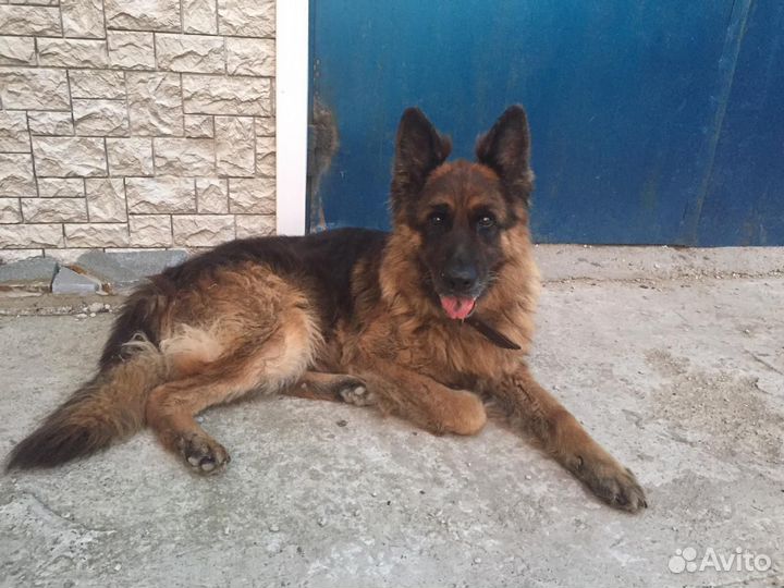 Щенки Немецкой овчарки