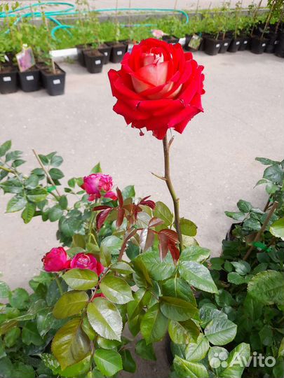 Розы чайные гибридные